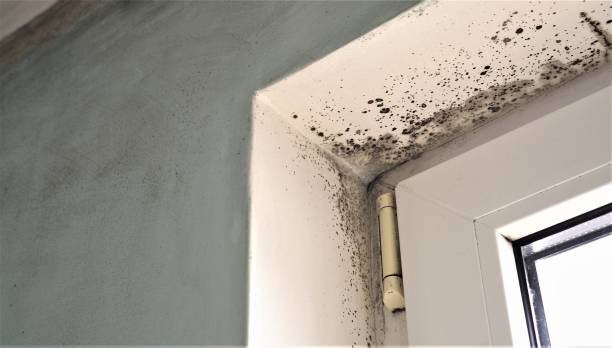Reliable Catasauqua, PA Mold Removal Solutions